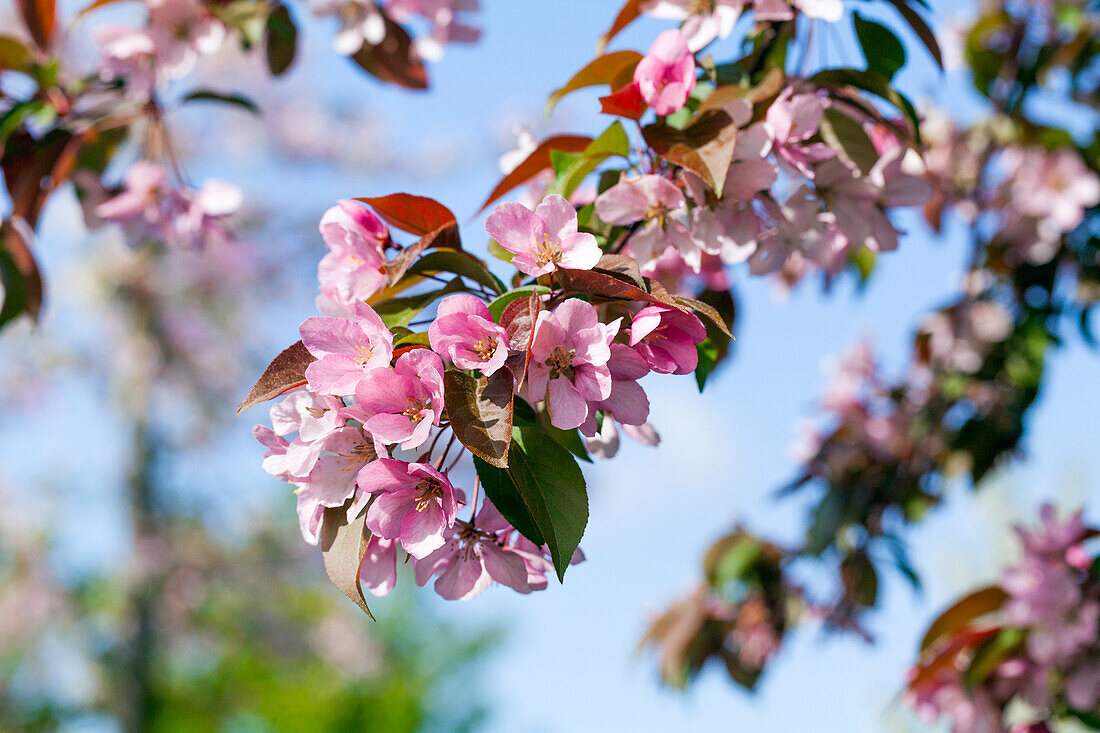 Malus floribunda