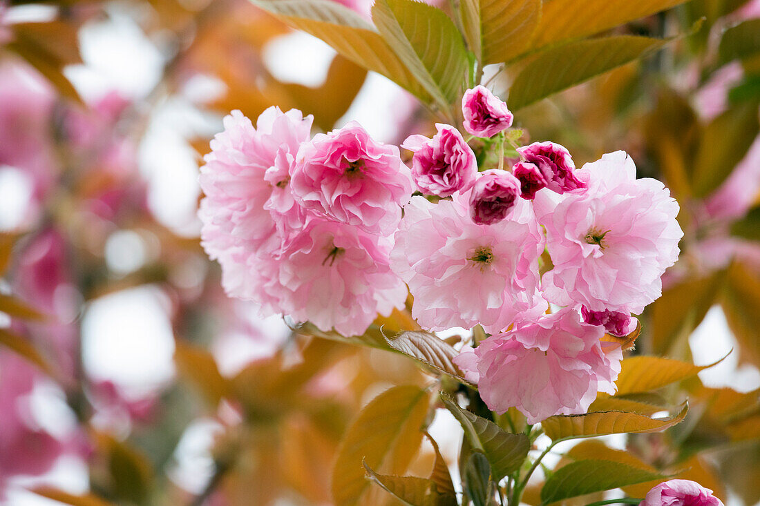 Prunus serrulata 'Kanzan