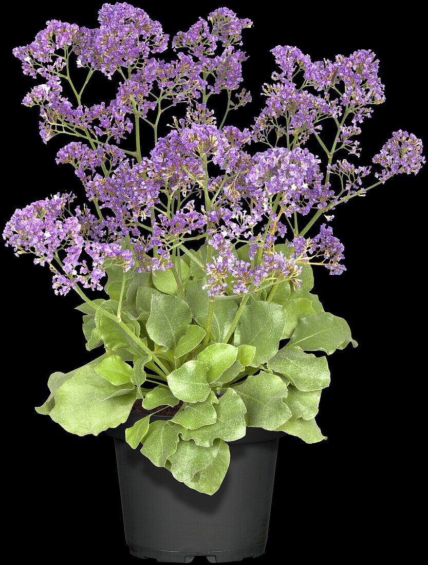 Limonium latifolium