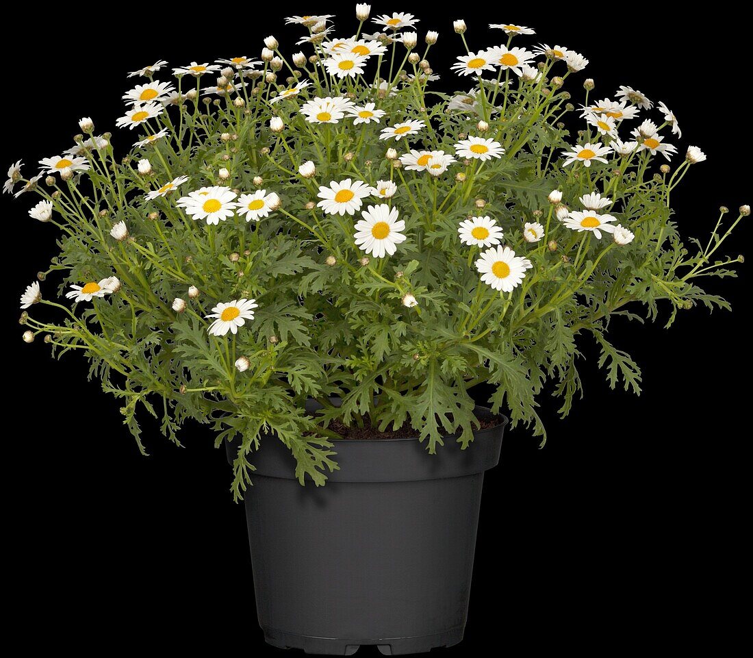 Argyranthemum frutescens, weiß