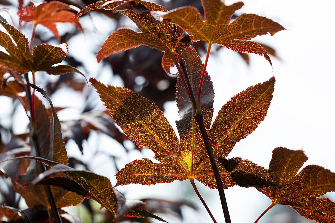 Acer palmatum 'Bloodgood'