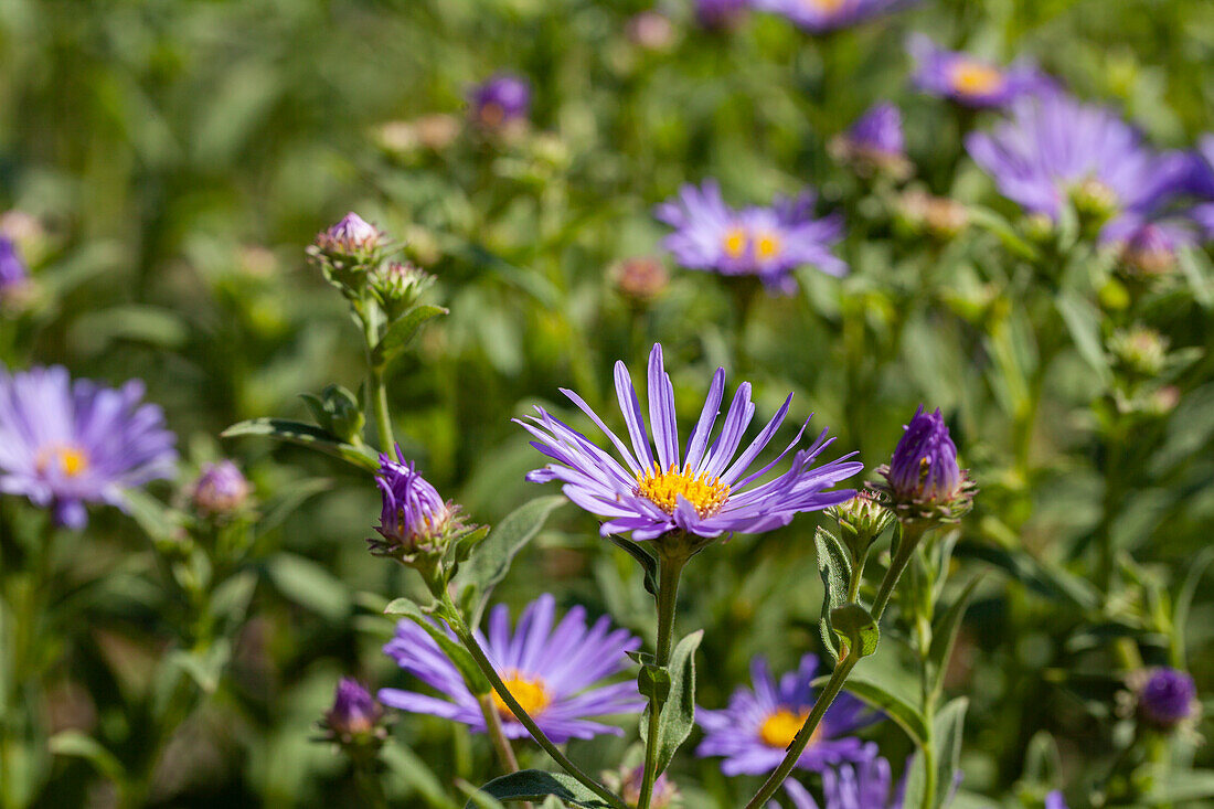 Aster amellus 'Sternkugel