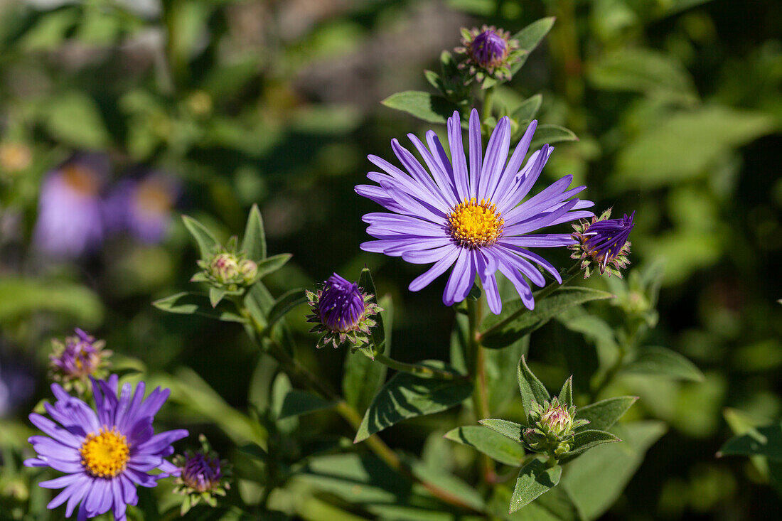 Aster amellus 'Sternkugel'