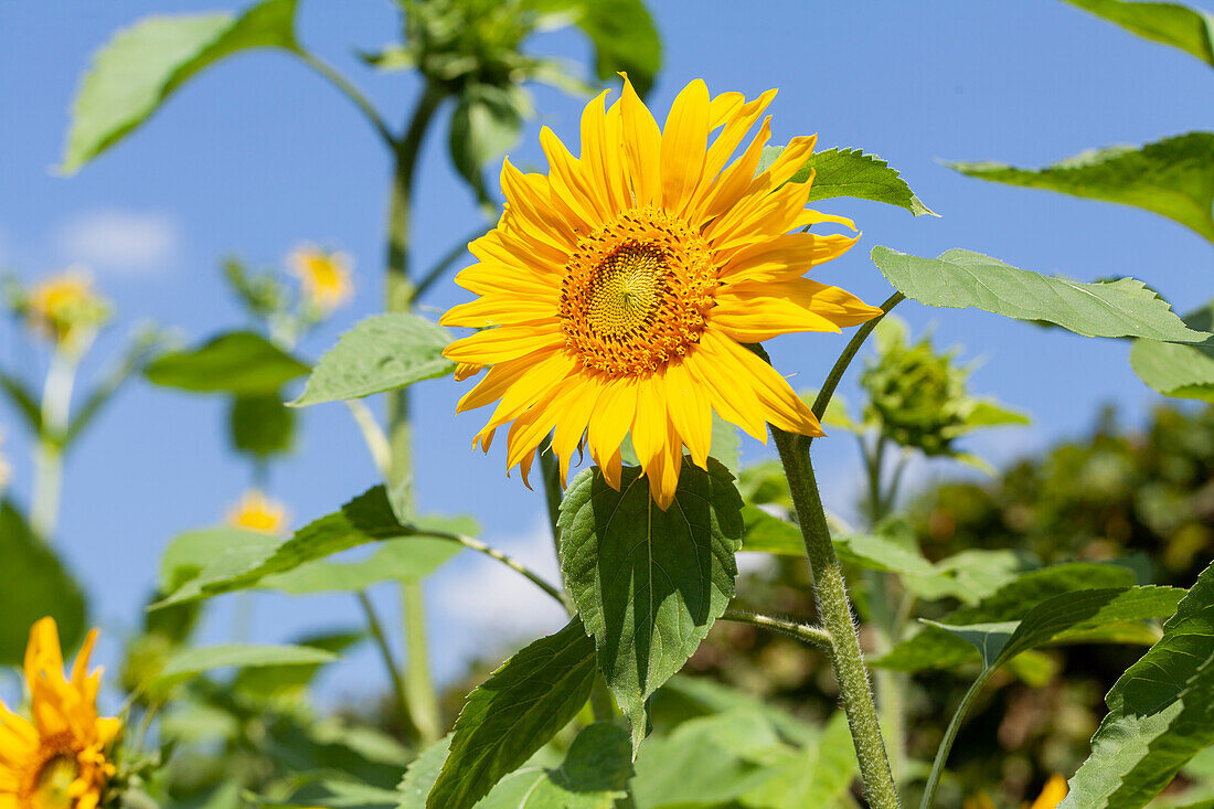 Helianthus annuus