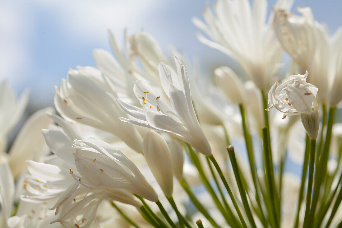 Lilium longoflorum 'White Heaven'