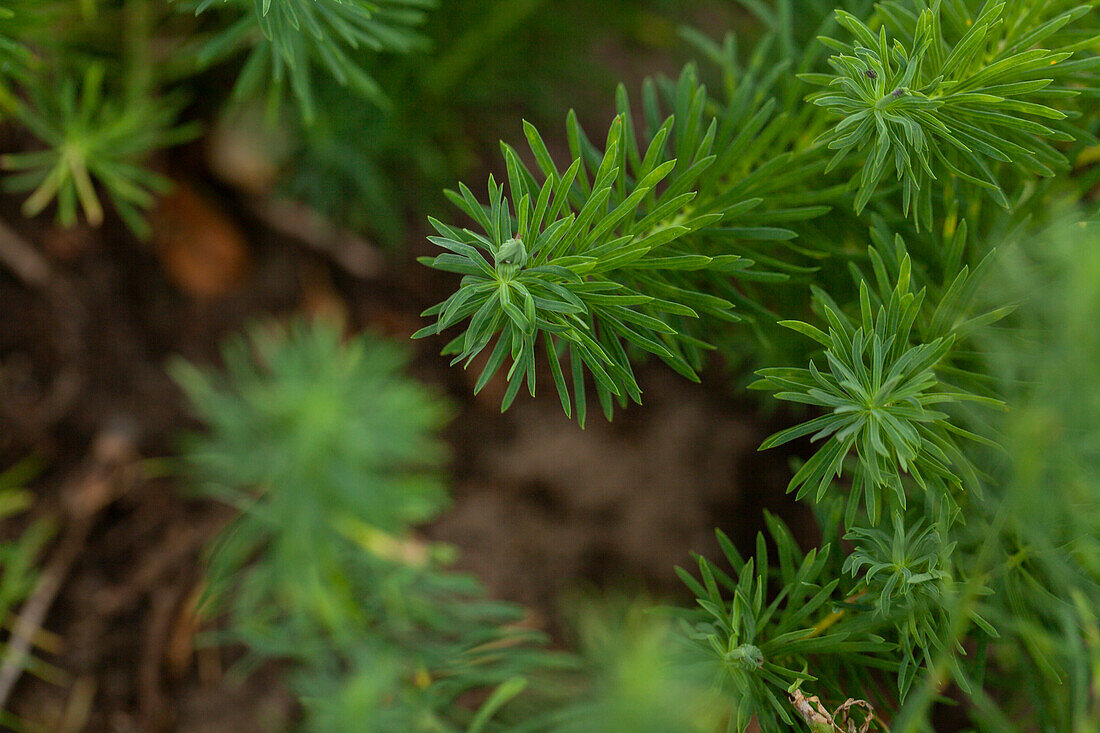 Euphorbia cyparissias