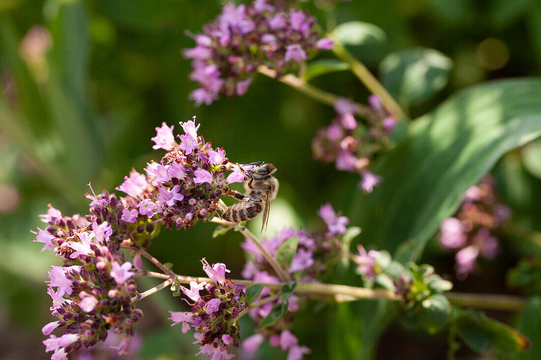 Origanum vulgare