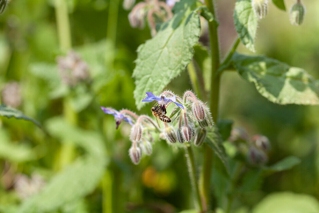 Borago officinalis