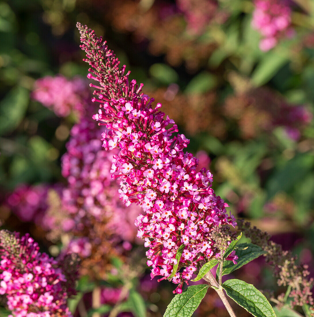 Buddleja davidii BUZZ 'Velvet'(s)