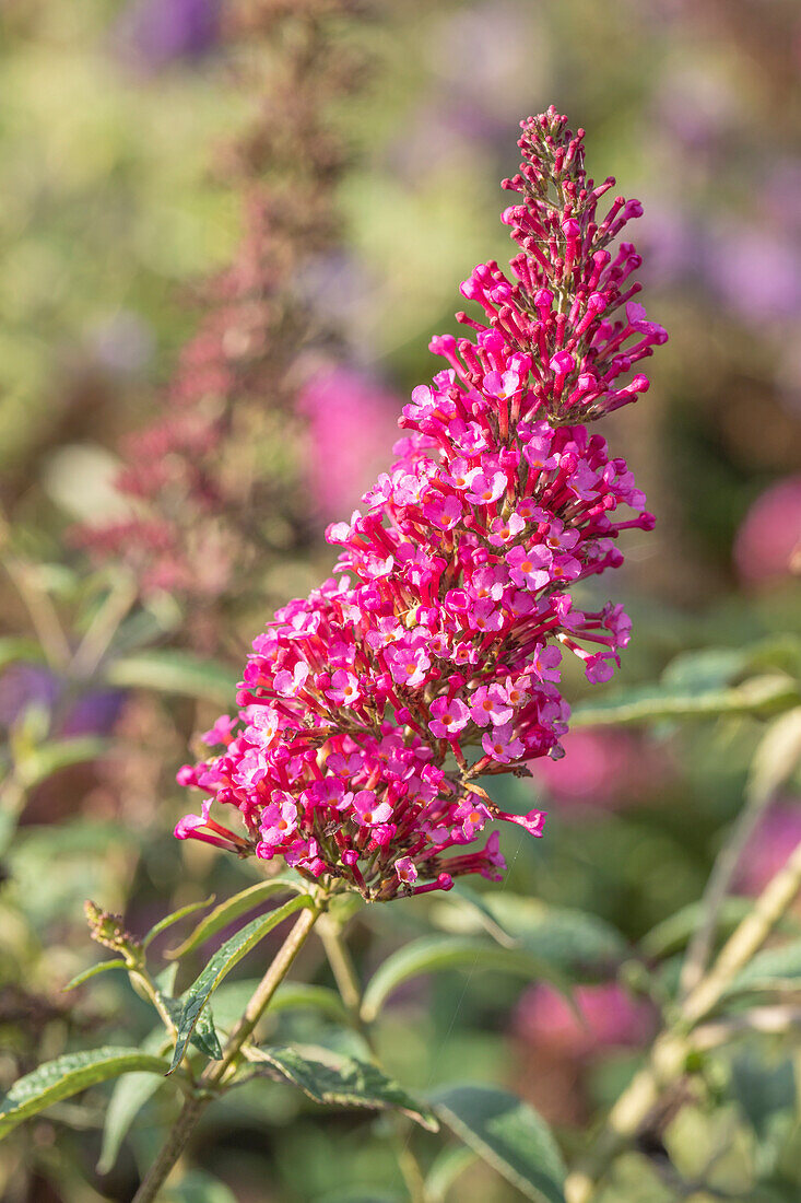 Buddleja davidii BUZZ 'Velvet'(s)