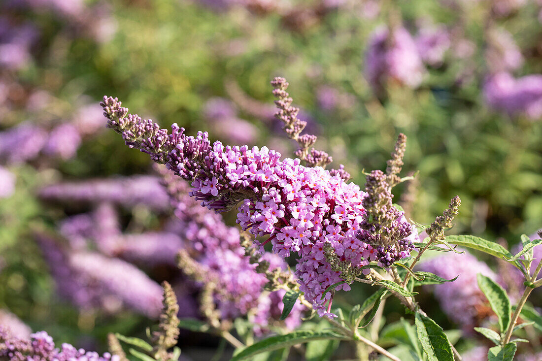 Buddleja davidii BUZZ™ 'Sky Blue'