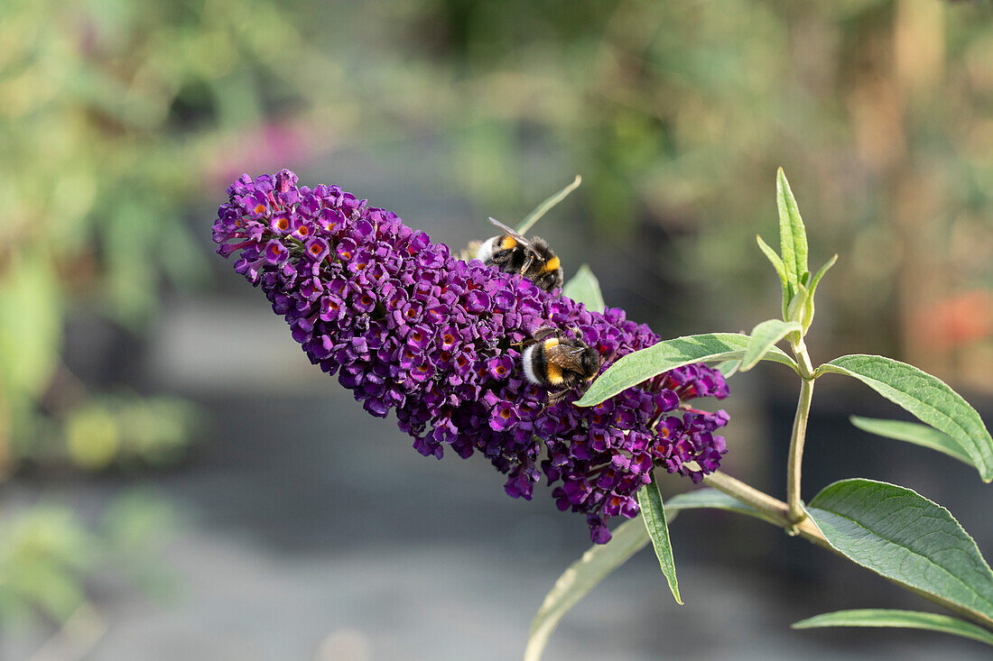 Buddleja davidii Black Knight