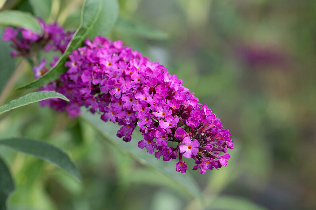 Buddleja davidii 'Royal Red'