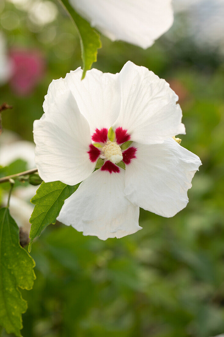 Hibiscus syriacus 'Red Heart'