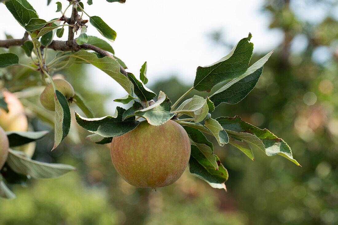 Malus domestica Elstar