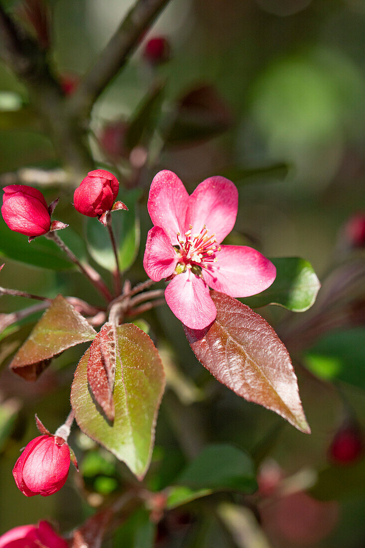 Malus 'Scarlet'