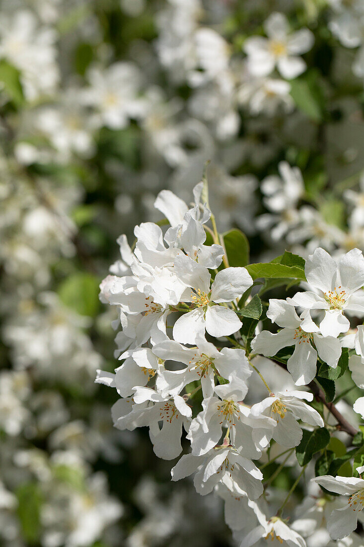 Malus 'Street Parade'