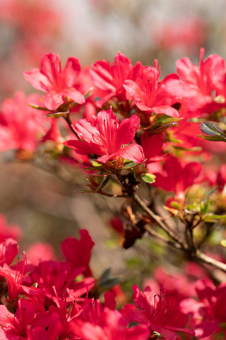 Rhododendron obtusum 'Hino-crimson