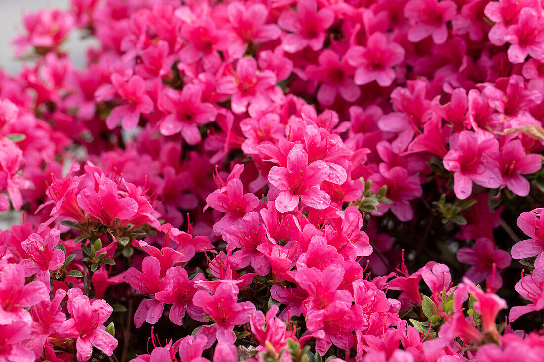 Azalea japonica 'Silvester'