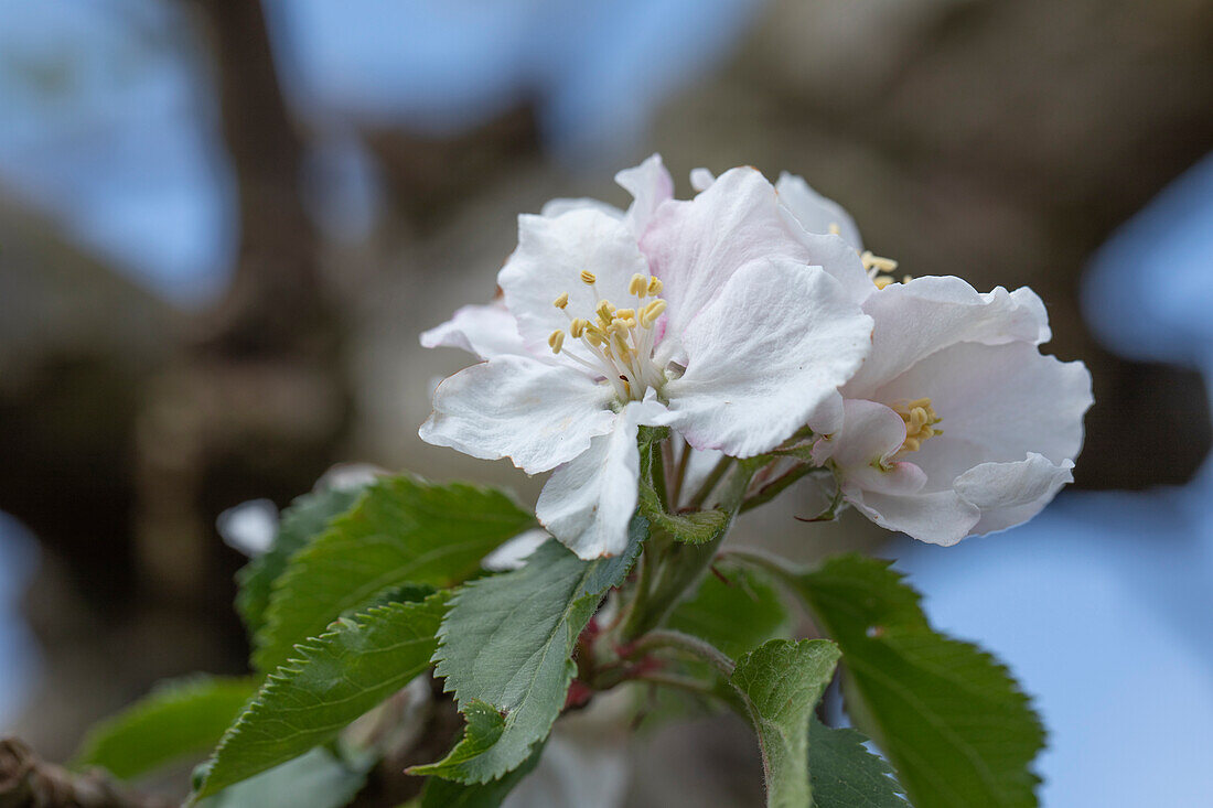 Malus domestica 'Roter Boskoop'