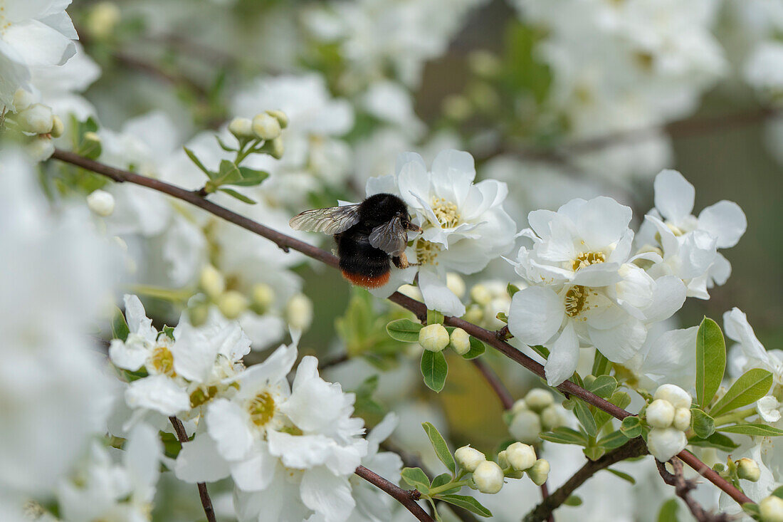 Exochorda x macrantha 'The Bride' with bumblebee