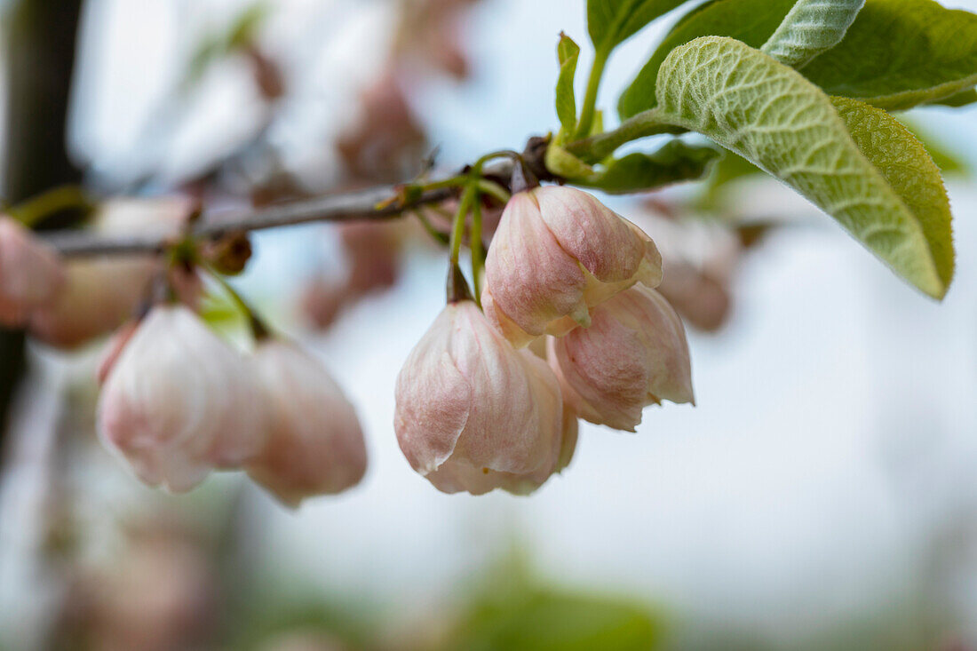 Halesia carolina