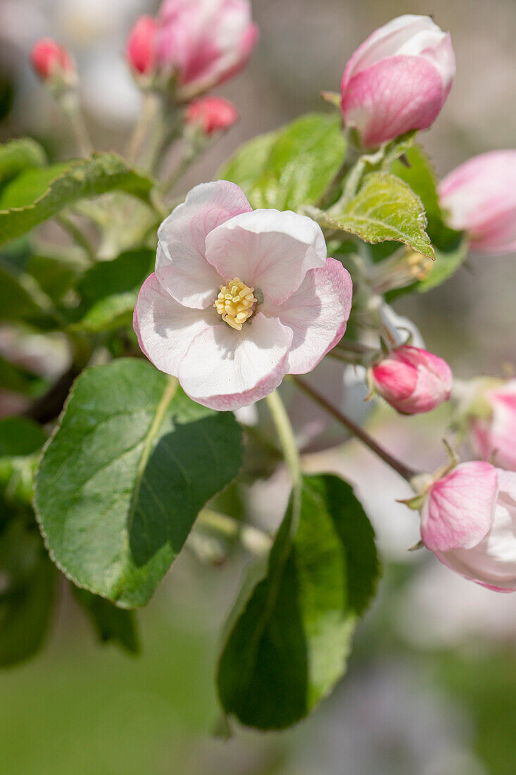 Malus domestica Landsberger Renette