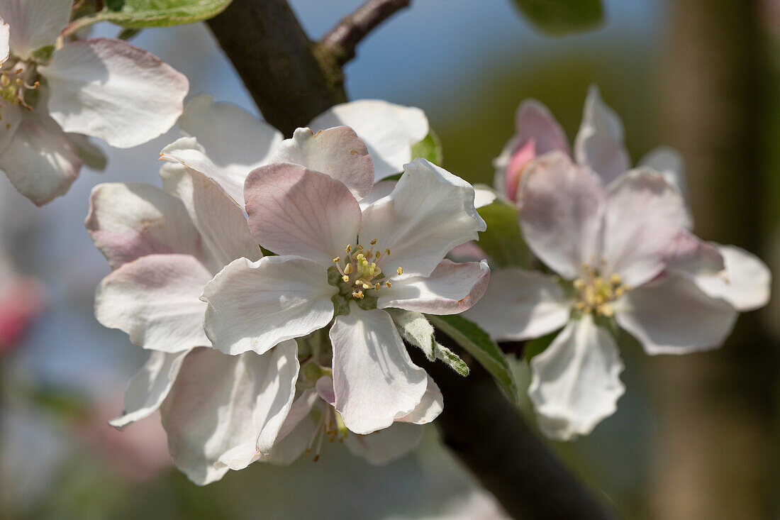 Apple Ingrid Marie