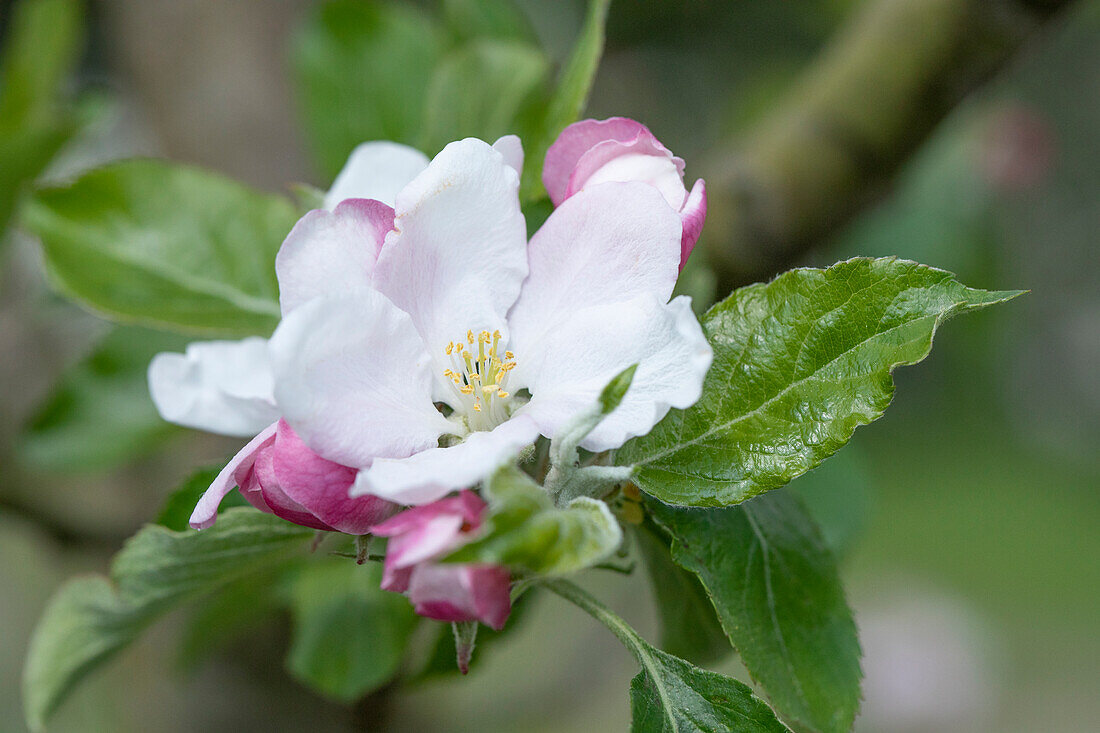 Malus domestica 'Holsteiner Cox'.