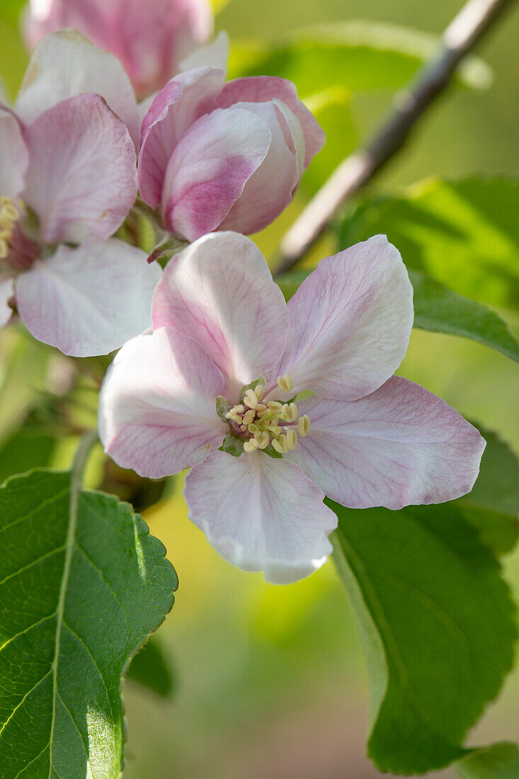 Malus domestica Elstar