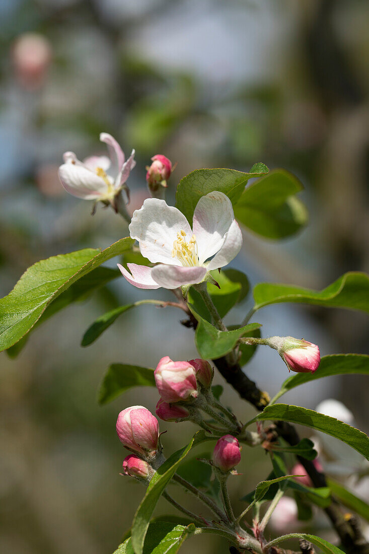 Malus domestica 'Gloster 69'