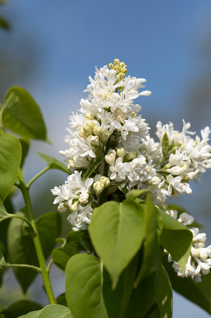 Syringa vulgaris 'Mme Lemoine'