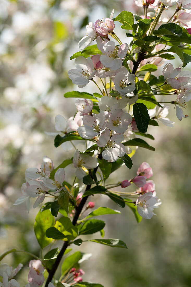 Malus 'Beverly