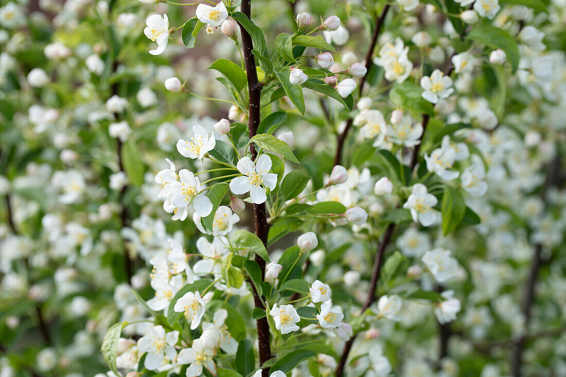 Malus 'Red Jewel