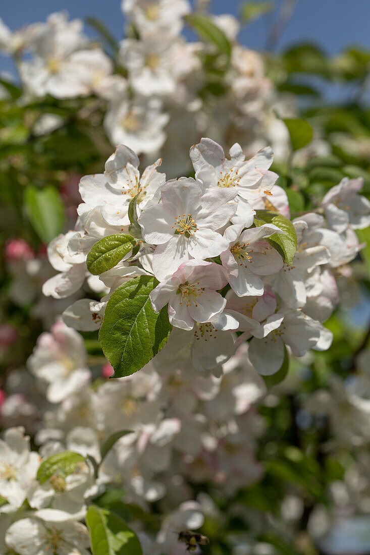 Malus 'Evereste'®