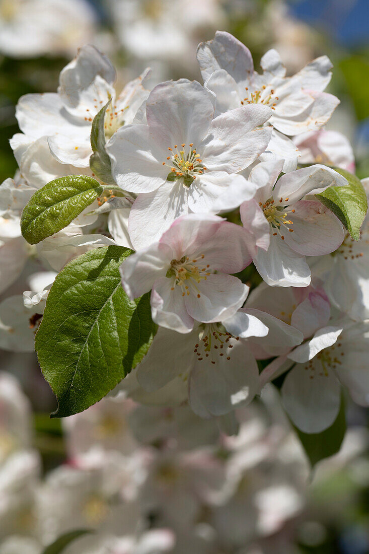 Malus 'Evereste'®