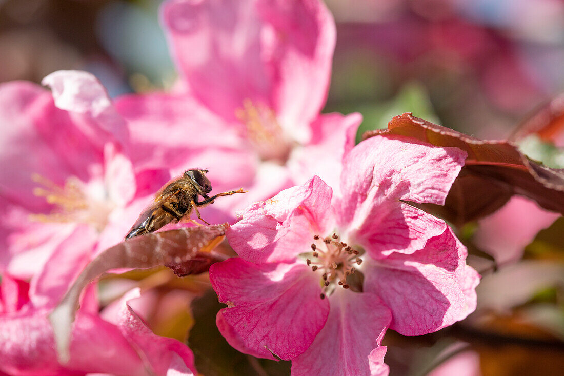 Malus 'Rudolph' with insect