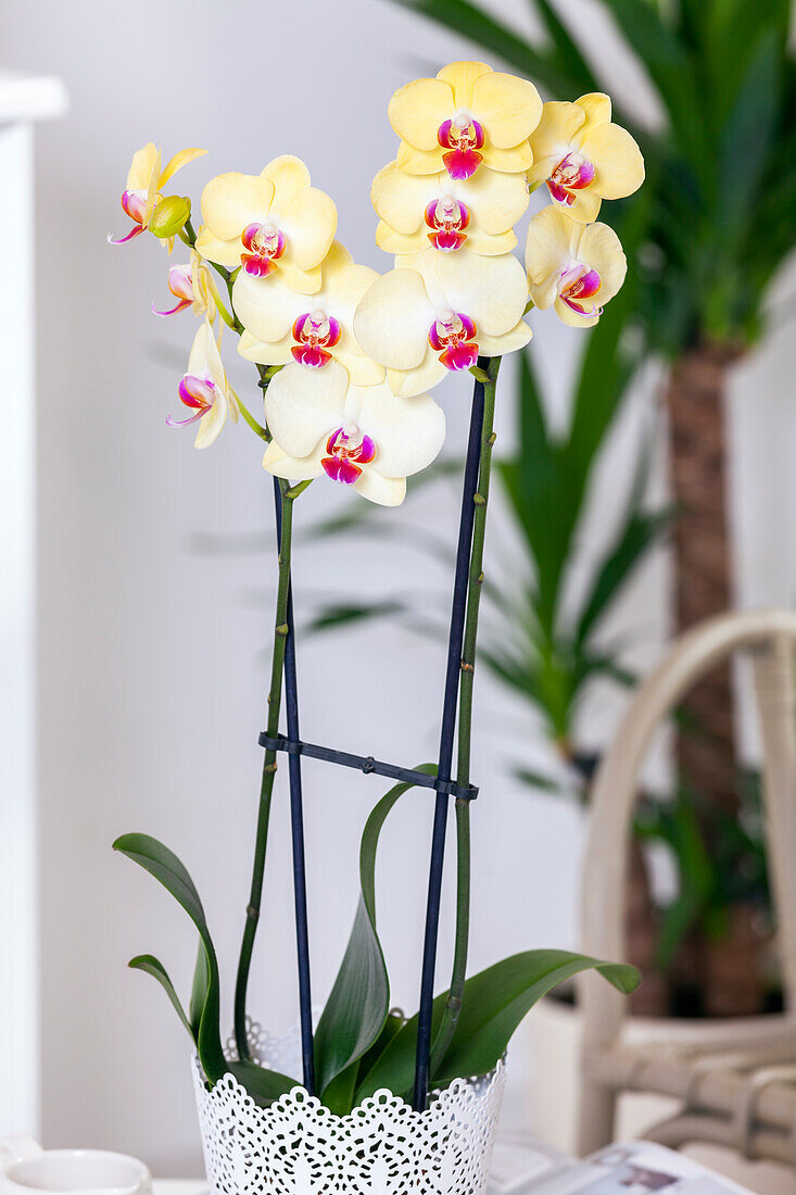 Phalaenopsis Miraflore