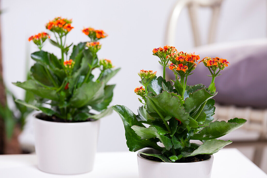 Kalanchoe blossfeldiana, orange