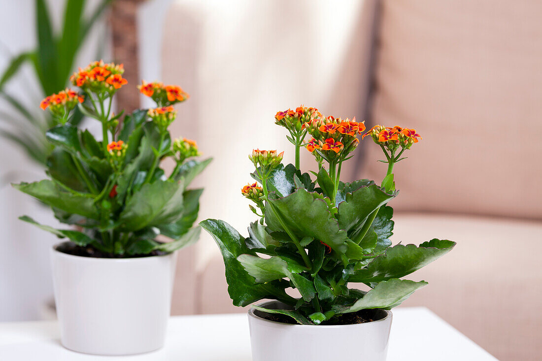 Kalanchoe blossfeldiana, orange