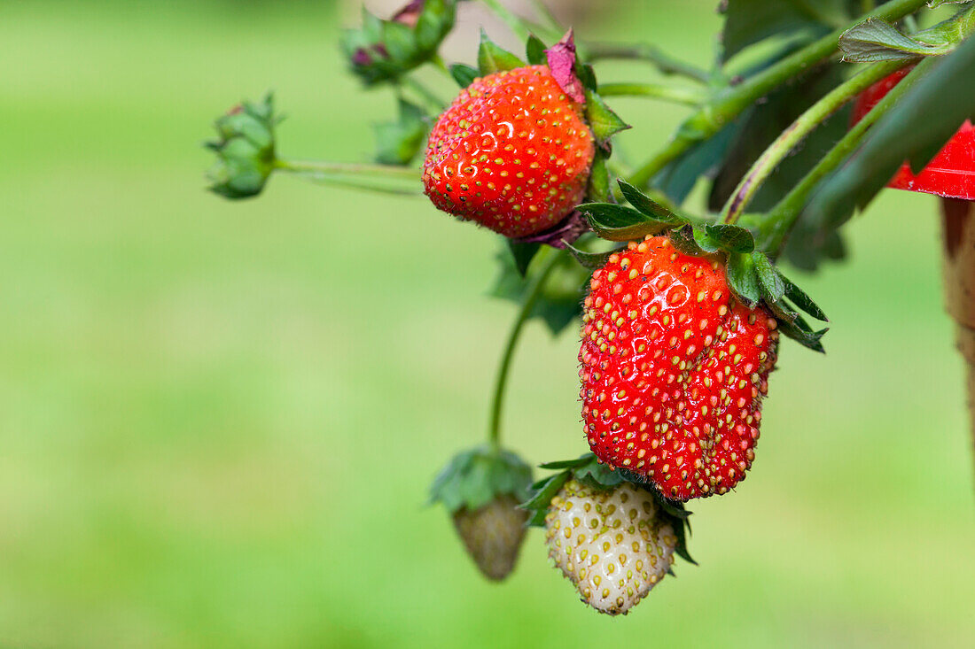 Fragaria x ananassa 'Fragoo® Toscana