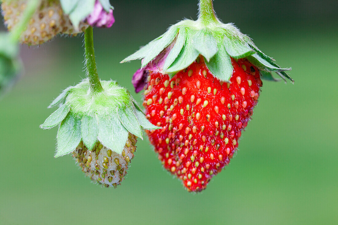 Fragaria x ananassa 'Fragoo® Toscana'