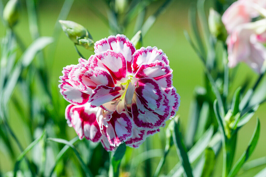 Dianthus 'Capitán'®