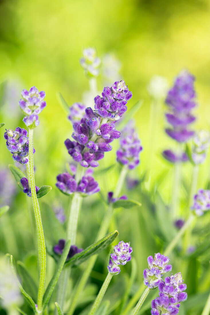 Lavandula angustifolia