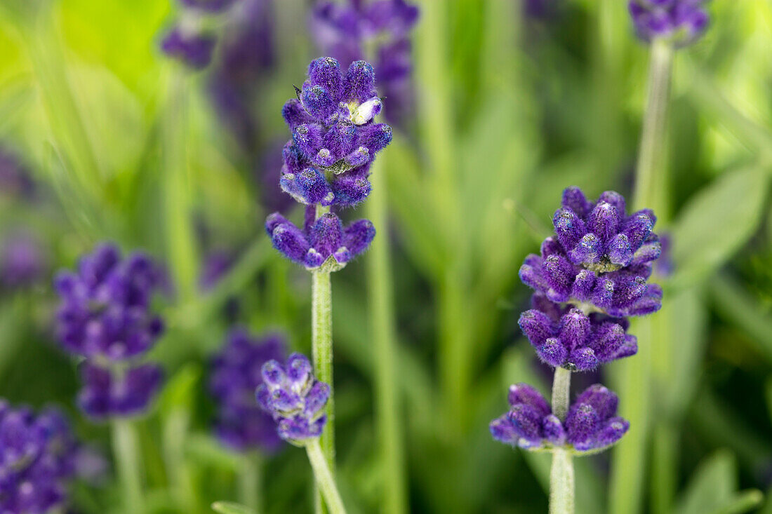 Lavandula angustifolia