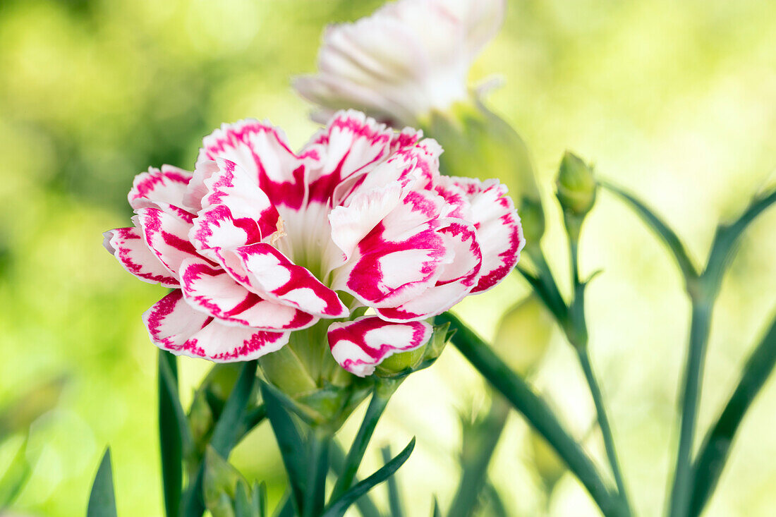 Dianthus 'Capitán'®