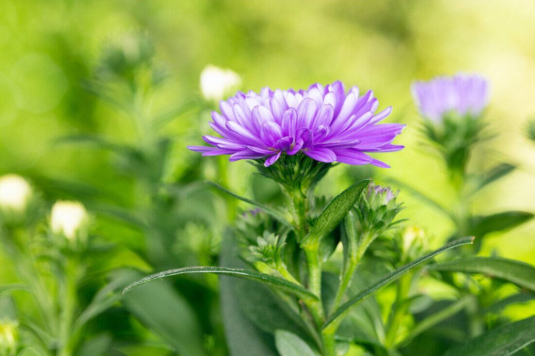 Aster novi-belgii, purple