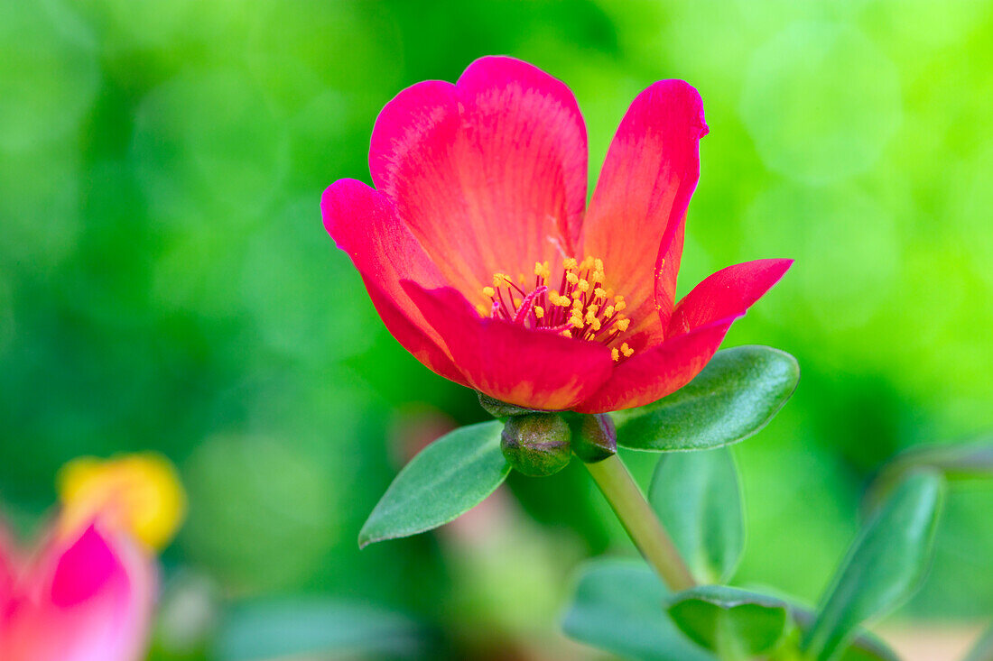 Portulaca oleracea