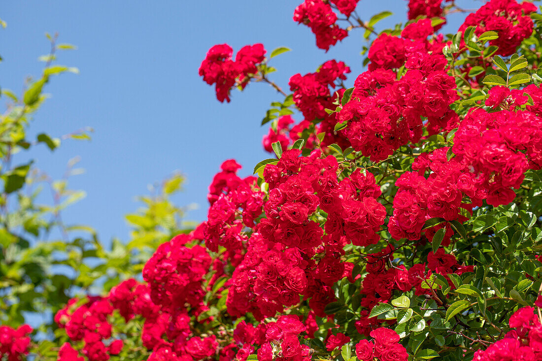 Climbing rose, red