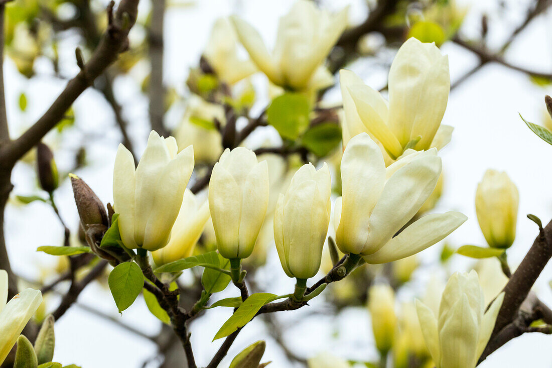 Magnolia, yellow